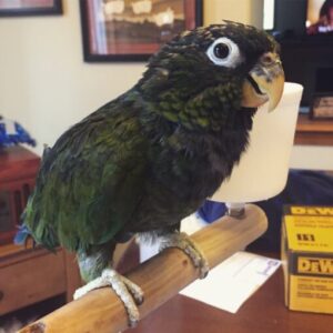 Maximilian’s Pionus