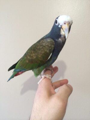 White Capped Pionus