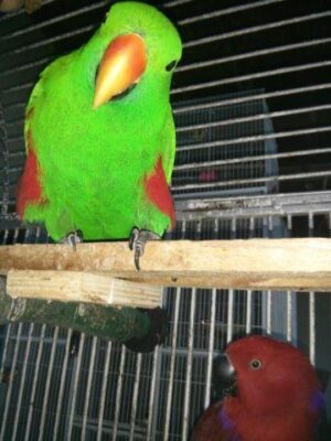 Vosmaer’s Eclectus