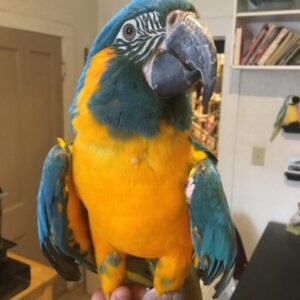 Blue Throated Macaw