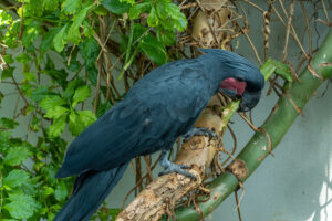 Black Palm Cockatoo
