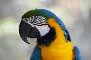 Blue and Gold Macaw