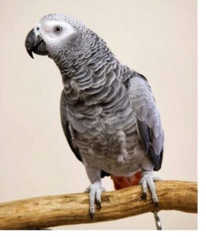 African Grey Congo