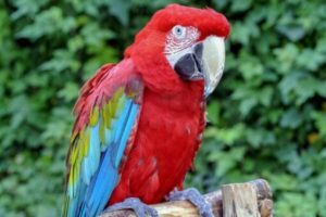 Green Winged Macaw