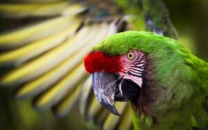 Military Macaw