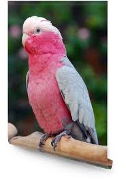 Rose Breasted Cockatoo