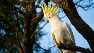 Sulphur Crested Cockatoo